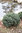 Sinisiilikuusi - Picea glauca `Echiniformis` 25-30
