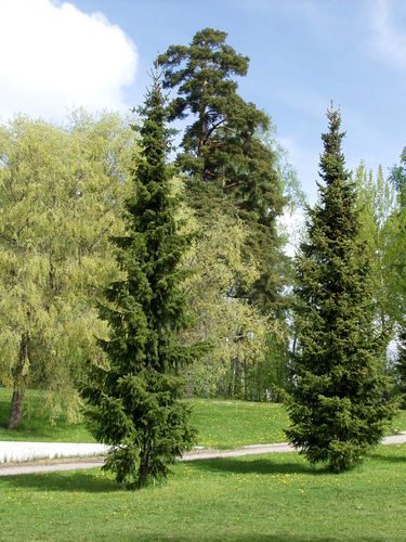 Serbiankuusi - Picea omorika 50-60
