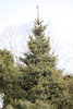 Kääpiöserbiankuusi - Picea omorika `Nana` 30-40