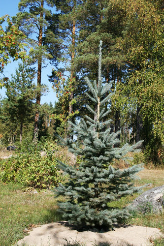 Sini-/okakuusi - Picea pungens `Glauca` 80-100