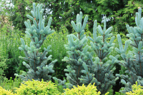 Pilarihopeakuusi - Picea pungens `Iseli Fastigiate` 80-90