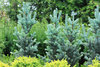 Pilarihopeakuusi - Picea pungens 'Iseli Fastigiate' 50-60