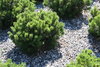 Kääpiövuorimänty - Pinus mugo `Pumilio` 20-30 / 5lt