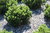 Kääpiövuorimänty - Pinus mugo `Pumilio` 20-30
