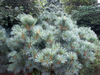 Pensassembra - Pinus pumila `Glauca` 25-30