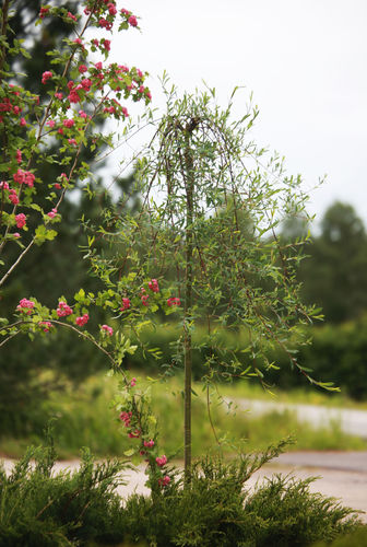 Riippapunapaju - Salix purpurea `Pendula` 120-