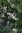 Valkomarjapihlaja - Sorbus koehneana 150-200