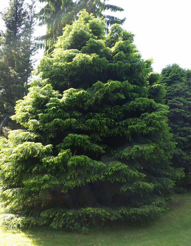 Luutakuusi - Picea abies f. condensate 60-80