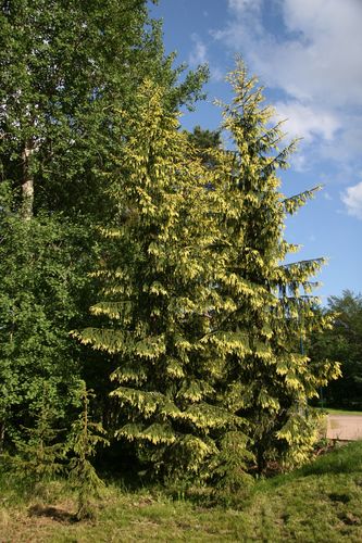 Kultakuusi - Picea abies f. aurea 60-80
