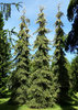 Kultasurukuusi - Picea abies f. aurea `Haapasten Kulta` 80-100