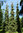Kultasurukuusi - Picea abies f. aurea `Haapasten Kulta` 80-100