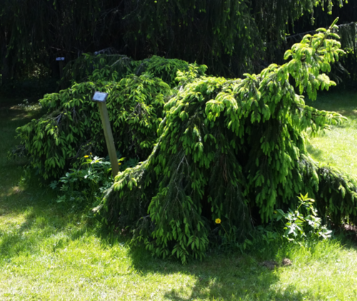 Mätäskuusi - Picea abies f. `Hiisi` 60-80