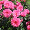 Ryhmäruusu - Rosa `Romanze`