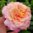 Nostalginen ruusu - Rosa `Augusta Luise`
