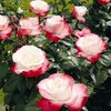 Nostalginen ruusu - Rosa 'Nostalgie'