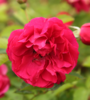Kanadalainen ruusu - Rosa `Morden Amorette` C4