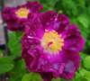 Ranskanruusu - Rosa Gallica `Merveille`