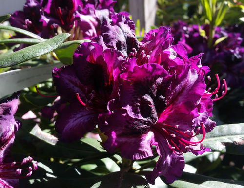 Alppiruusu - Rhododendron `Gunter Dinger` INKARHO