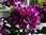 Alppiruusu - Rhododendron `Gunter Dinger` EXTRA-SUURI