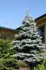 Hopeakuusi - Picea pungens `Hoopsii` 50-60