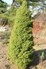 Kartiovalkokuusi - Picea glauca `Conica` 60-70