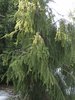Käärmekuusi - Picea abies f. virgata 150-200cm