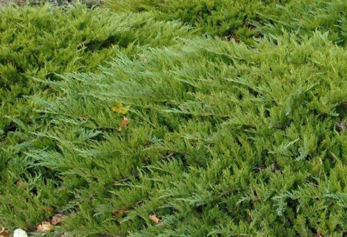 Rohtokataja - Juniperus sabina `Tamariscifolia` 20-30