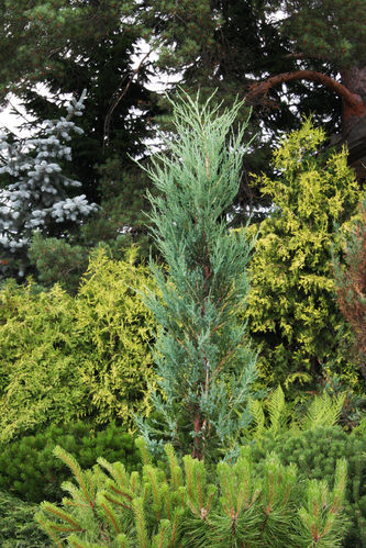 Kalliovuortenkaja - Juniperus scopulorum `Blue Arrow` 100-120