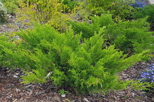 Tarhakataja - Juniperus x pfitzeriana `Mint Julep` 30-40
