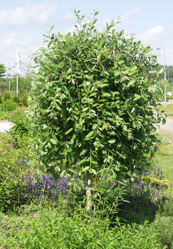 Riipparaita - Salix caprea `Kilmarnock` st170/C7,5/10