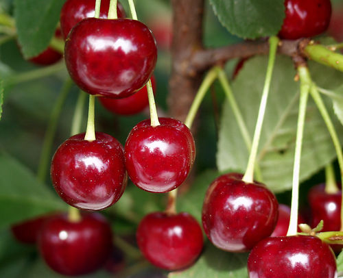Pensaskirsikka - Prunus cerasus `Carmine Jewel` 60-80 (pensas)