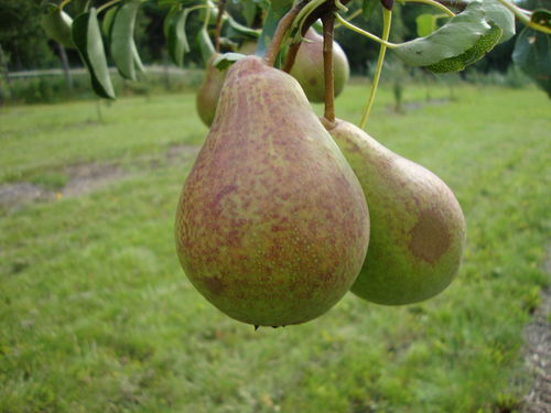 Päärynä - Pyrus communis `Moskovskaja` 150-200