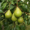 Makuisa päärynä - Pyrus communis `Vekovaja` 150-200