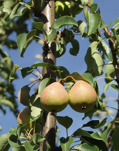 Päärynä - Pyrus communis `Tohtorin Päärynä` 6-8