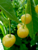 Makeakirsikka - Prunus avium `Liettuan keltainen' 150-200