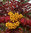 Pylväspihlaja keltamarjainen - Sorbus 'Autumn Spire' 150-200