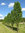 Pylväspihlaja keltamarjainen - Sorbus 'Autumn Spire' 150-200