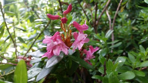 Karva-alppiruusu - Rhododendron hirsutum