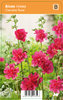 Tarhasalkoruusu, punainen - Alcea rosea 'Carmine Rose'