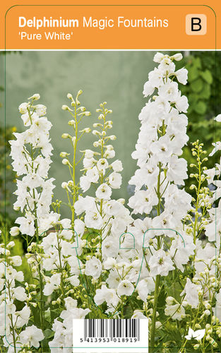 Jaloritarinkannus, valkoinen - Delphinium Magic Fountains 'Pure White'