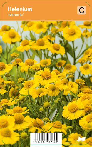 Syyshohdekukka, keltainen – Helenium autumnale ‘Kanaria’