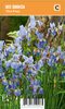 Siperiankurjenmiekka, sininen - Iris sibirica ‘Blue King’