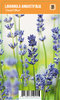 Tähkälaventeli - Lavandula angustifolia ‘Dwarf Blue’