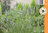 Tähkälaventeli - Lavandula angustifolia ‘Edelweiss’