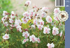 Peittokurjenpolvi - Geranium cantabrigiense ‘Biokovo’