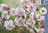 Peittokurjenpolvi - Geranium cantabrigiense 'St Ola'