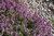 Kangasajuruoho - Thymus serpyllum