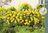 Rönsyansikka - Waldsteinia ternata