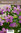 Espanjankurjenpolvi - Geranium endressii