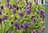Isoniittyhumala - Prunella grandiflora 'Bella Blue'